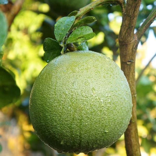 bưởi da xanh