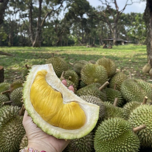 sầu riêng cái mơn (2)