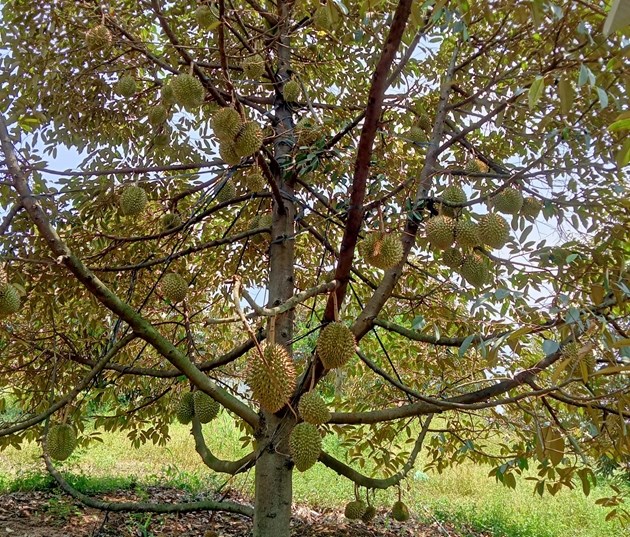 Mùa Sầu Riêng Tháng Mấy