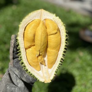 5 Bí Quyết Chọn Sầu Riêng Ngon