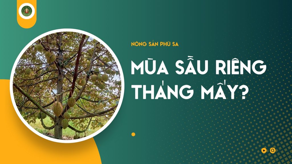 Mùa Sầu Riêng Tháng Mấy