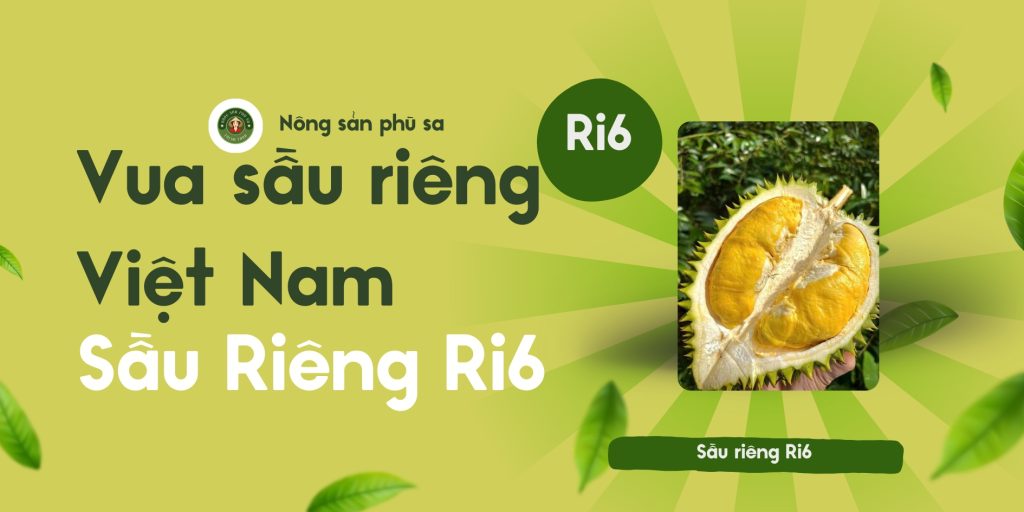 Sầu Riêng Ri6: "Vua" Sầu Riêng Việt Nam