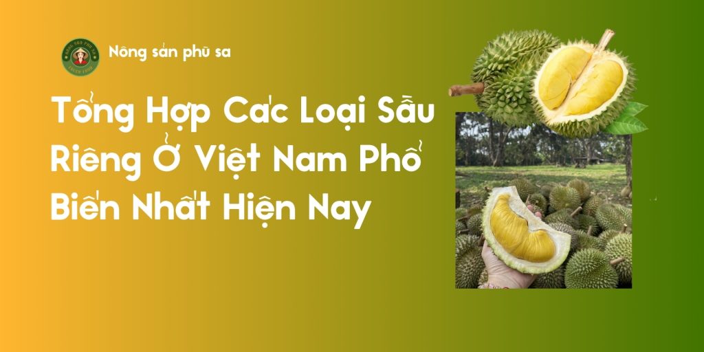 Tổng Hợp Các Loại Sầu Riêng Ở Việt Nam Phổ Biến Nhất Hiện Nay