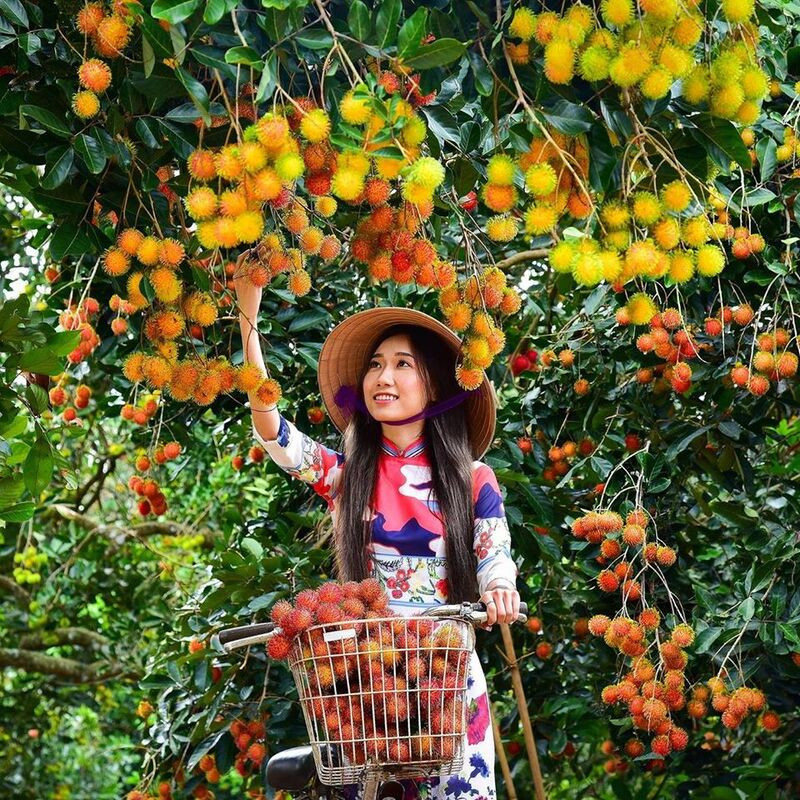 Vườn chôm chôm, nông sản phù sa